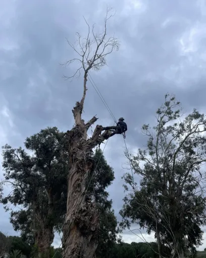Elagage sur arbre sec au dessus d'une maison à Moriani , Lucciana, O.F Jardin