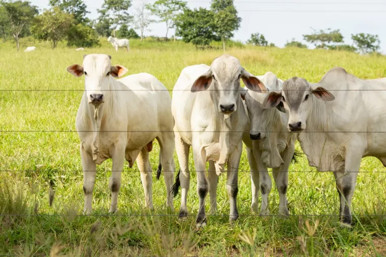 Quel est le type de clôture qui convient le mieux pour sécuriser un terrain avec des animaux avec un terrain en pente ?, Lucciana, O.F Jardin