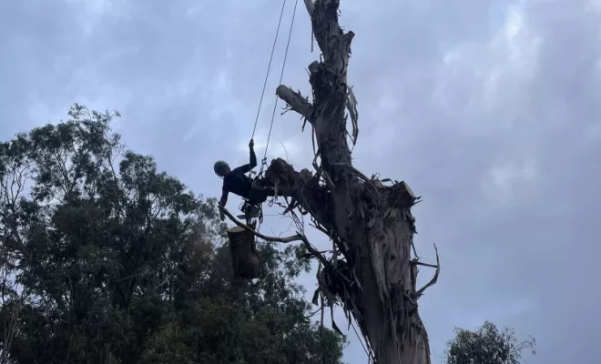 Elagage sur arbre sec au dessus d'une maison à Moriani , Lucciana, O.F Jardin