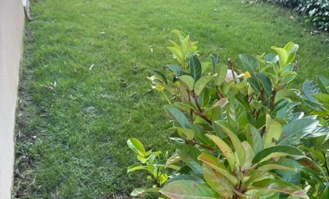 Engazonnement et arrosage automatique en Haute-Corse, Lucciana, O.F Jardin